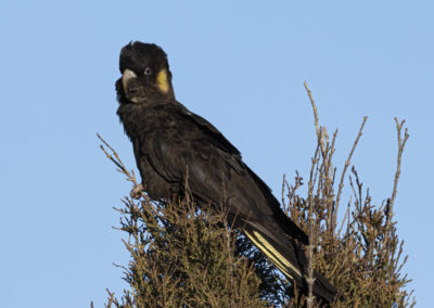 Black Cockatoo