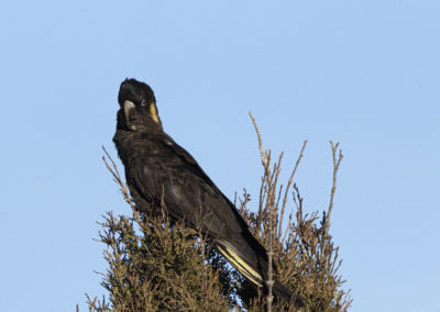 Black Cockatoo