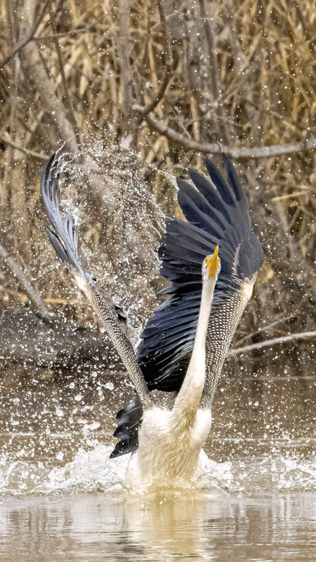 Australasian Darters fighting at Jerrabomberra Wetlands