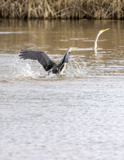 Australasian Darters fighting at Jerrabomberra Wetlands