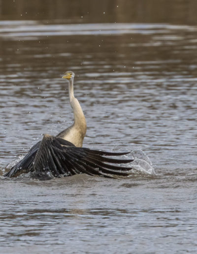 Australasian Darters fighting at Jerrabomberra Wetlands