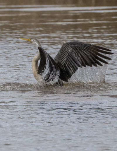 Australasian Darters fighting at Jerrabomberra Wetlands