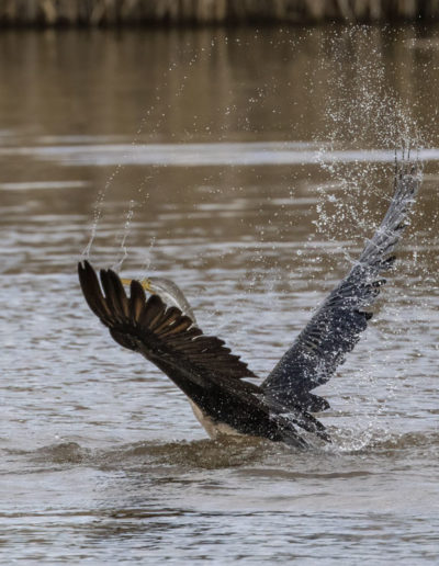 Australasian Darters fighting at Jerrabomberra Wetlands