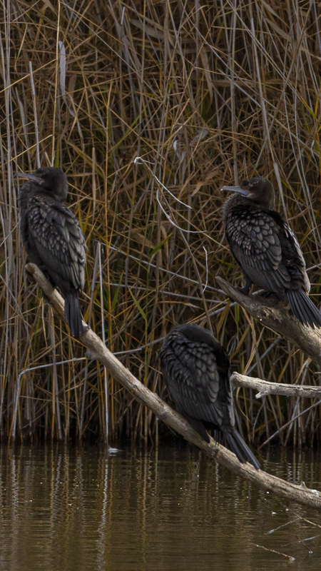 Little Black Cormorant comming into land on the water at the Silt Trap at Jerrabomberra Wetlands.