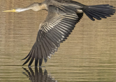 Australasian Darter