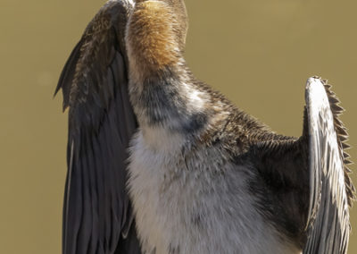 Australasian Darter