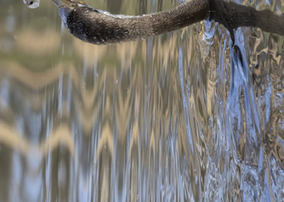 Australasian Darter