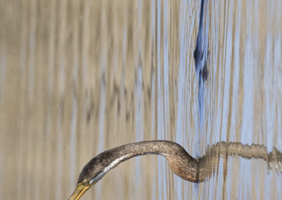 Australasian Darter