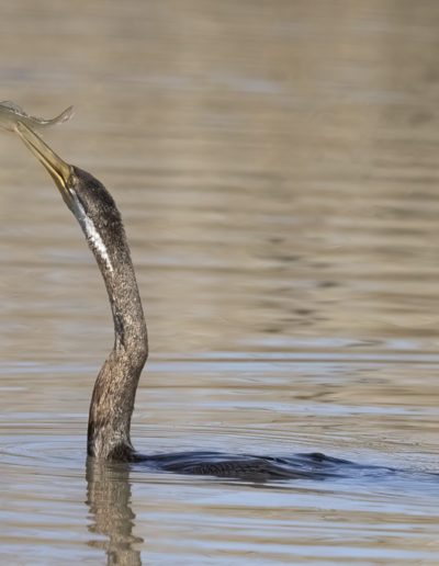 Australasian Darter