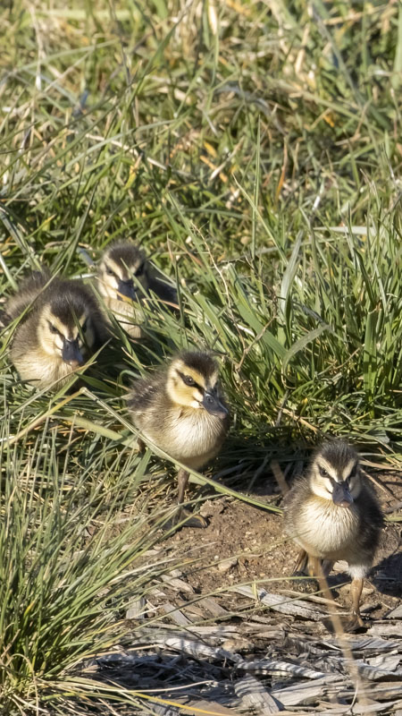 Pacific Black Ducks at Jerrabomberra Wetlands Nature Reserve