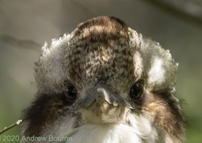 Kookaburra with injured wing