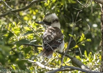 Kookaburra with injured wing