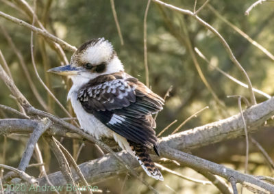 Kookaburra with injured wing