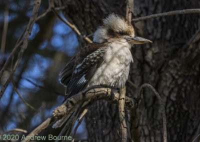 Kookaburra with injured wing