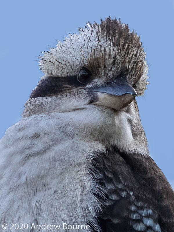 Kookaburra at Burrewurra Point Sanctuary