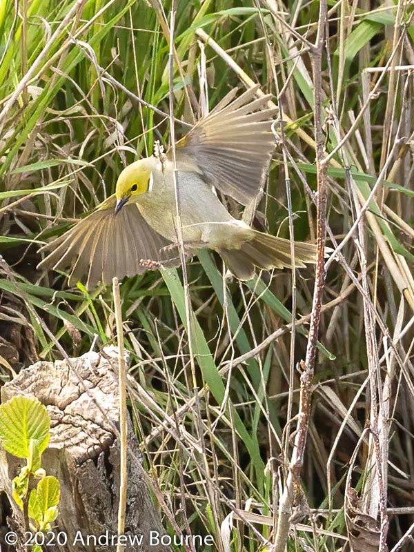 White Faced Heron hunting frogs at Jerrabomberra Wetlands Nature Reserve