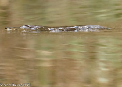 Platypus at Tidbinbilla