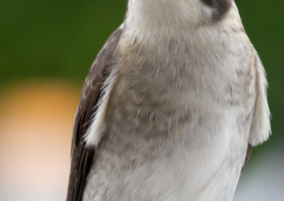 Butcher Bird