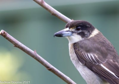 Butcher Bird