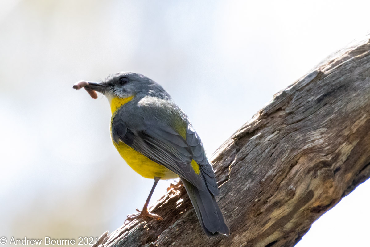 Eastern Yellow Robin