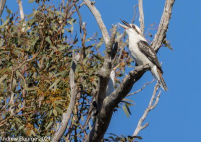 Kookaburra