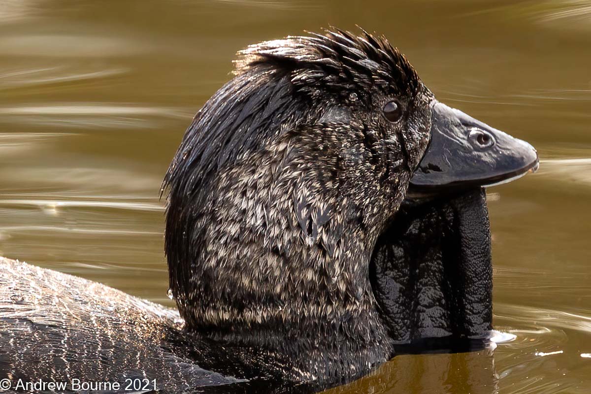 Musk Duck