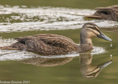 Pacific Black Duck