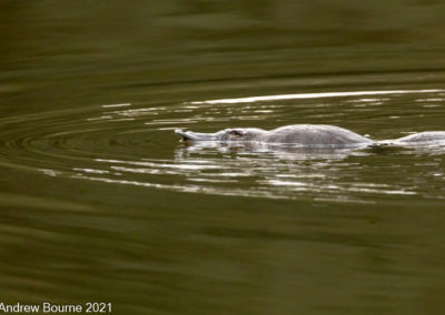 Platypus