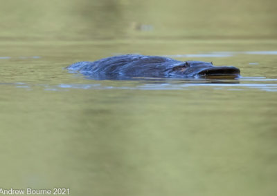 Platypus at Tidbinbilla