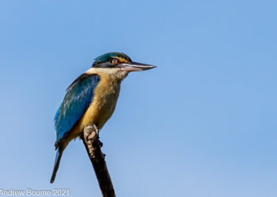 Sacred Kingfisher