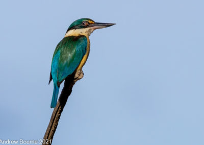 Sacred Kingfisher