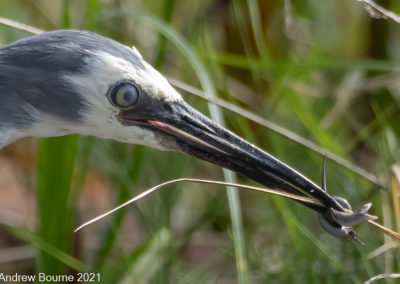 White Faced Heron