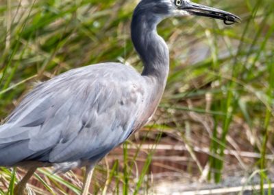 White Faced Heron