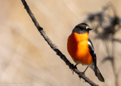 Flame Robin