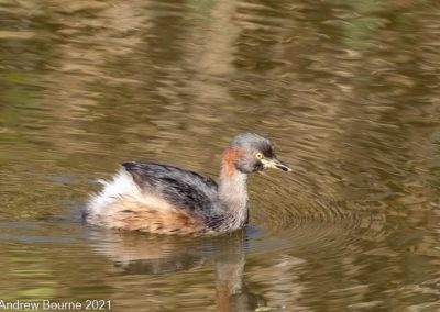 Australasian Grebe