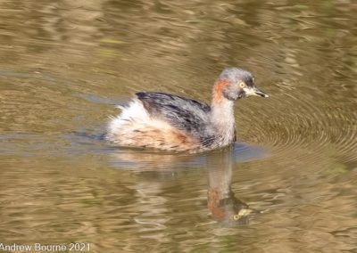 Australasian Grebe