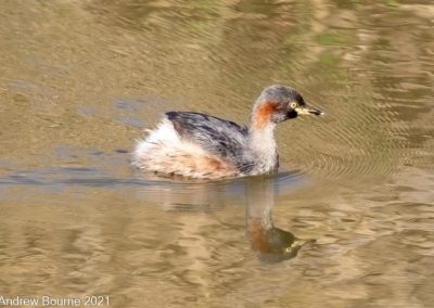 Australasian Grebe