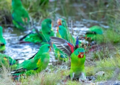 Swift Parrot