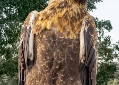 Wedge Tailed Eagle