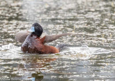 Blue Billed duck