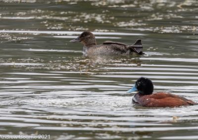 Blue Billed duck