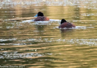 Blue Billed duck