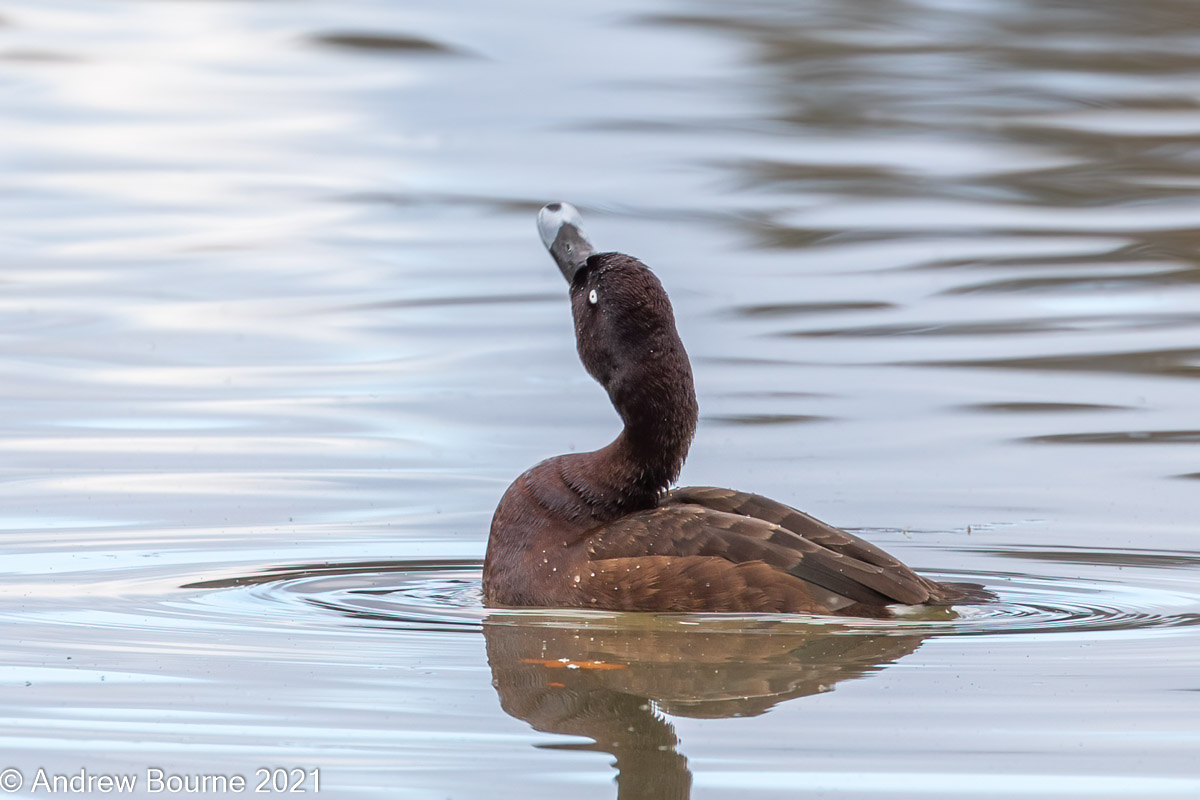 Hardhead duck