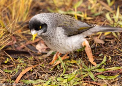 Noisy Miner