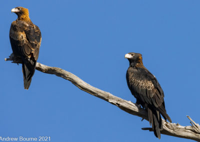 Wedge-tailed Eagle