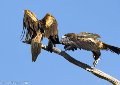 Wedge-tailed Eagle