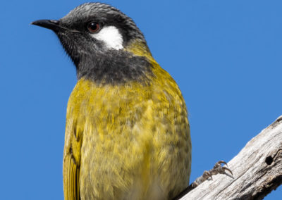 White-eared Honeyeater