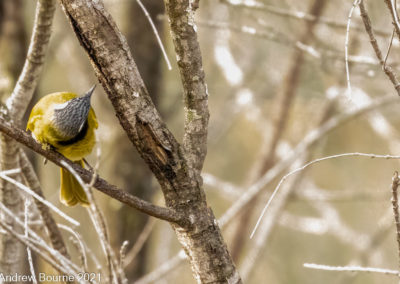 White-eared Honeyeater