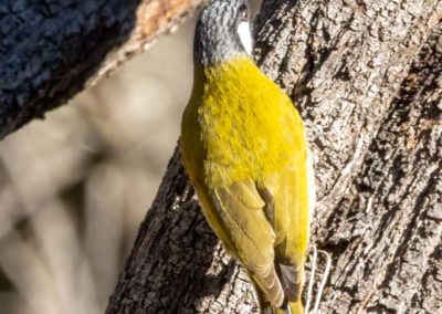 White-eared Honeyeater