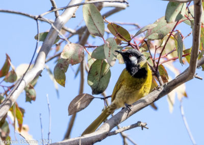 White-eared Honeyeater